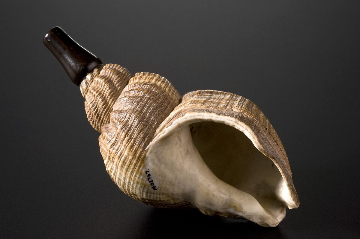 A Victorian ear trumpet made from a whelk shell